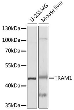 Western blot - TRAM1 antibody (A15142)