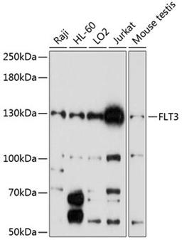 Western blot - FLT3 antibody (A12437)