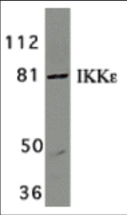 Western blot analysis of IKK epsilon in Jurkat whole cell lysate with IKK epsilon/IKK-i antibody at 1 μg/mL.