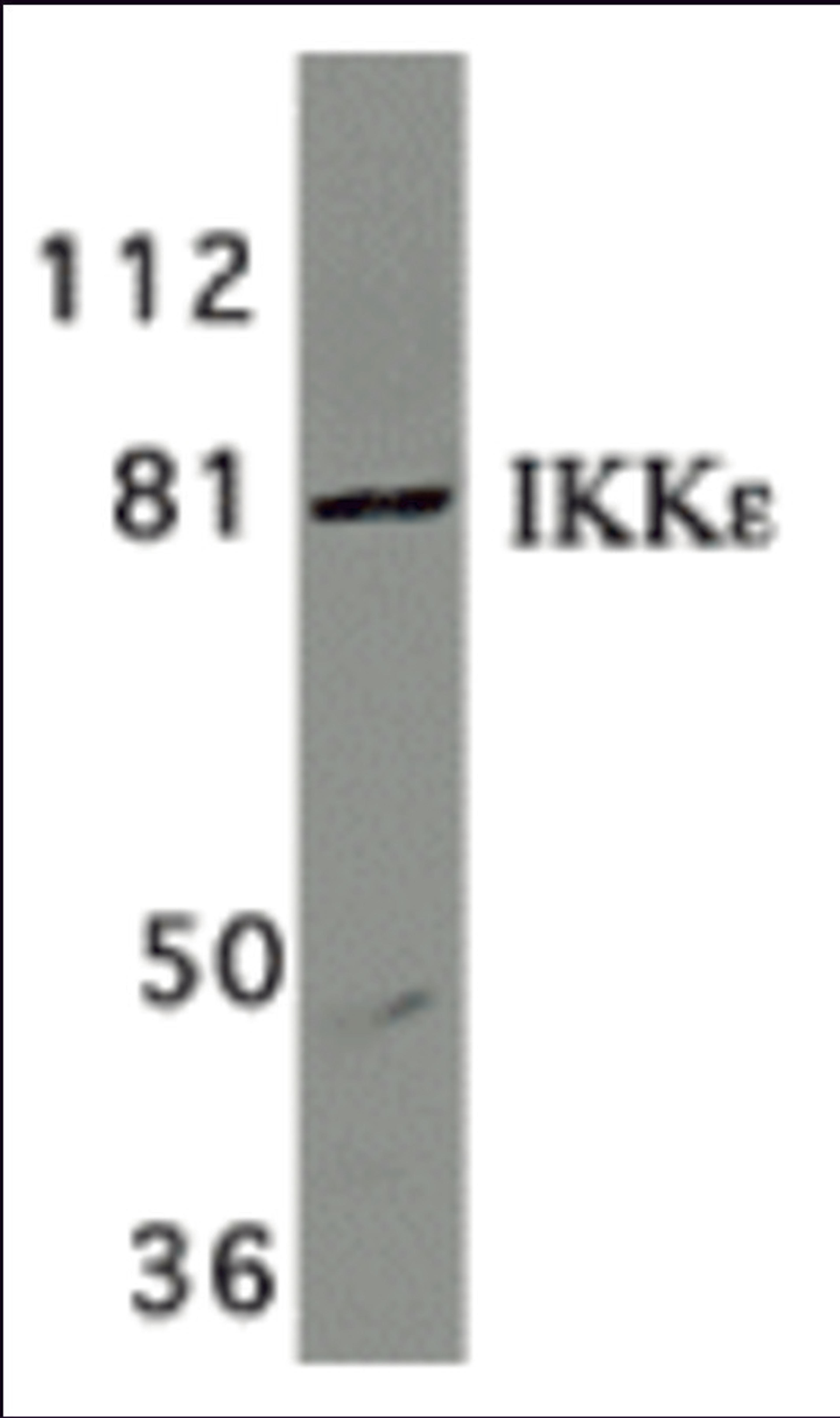 Western blot analysis of IKK epsilon in Jurkat whole cell lysate with IKK epsilon/IKK-i antibody at 1 μg/mL.