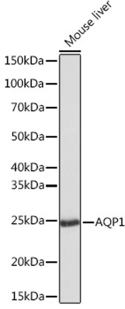 Western blot - AQP1 Rabbit mAb (A4195)