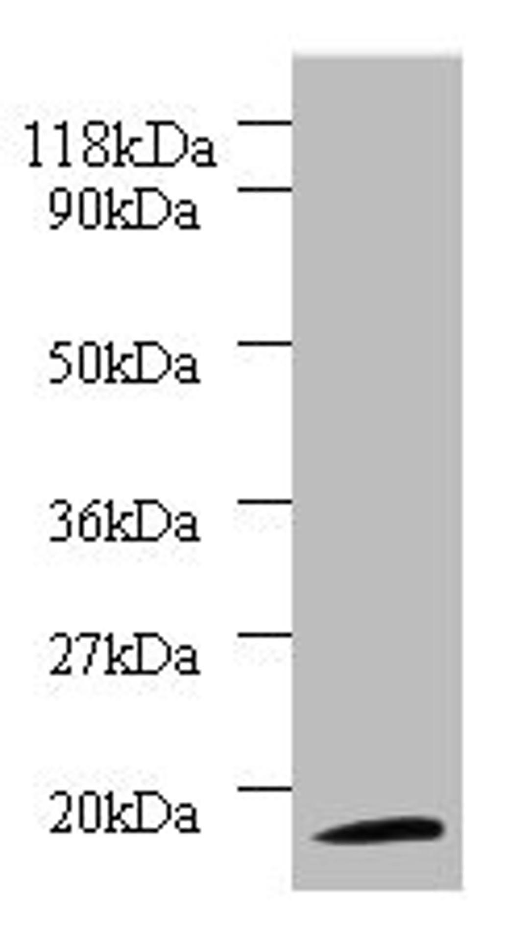 Western blot. All lanes: 40S ribosomal protein S11 antibody at 2ug/ml + 293T whole cell lysate. Secondary. Goat polyclonal to rabbit IgG at 1/10000 dilution. Predicted band size: 18 kDa. Observed band size: 18 kDa.