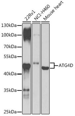 Western blot - ATG4D antibody (A7842)