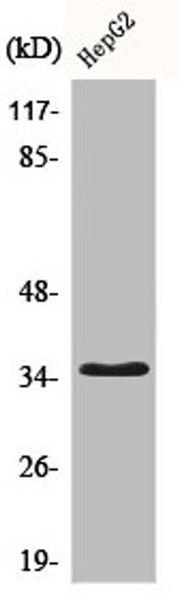 Western Blot analysis of HepG2 cells using CD34 Polyclonal Antibody