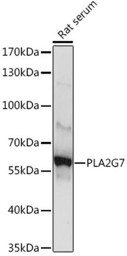 Western blot - PLA2G7 Rabbit pAb (A9796)