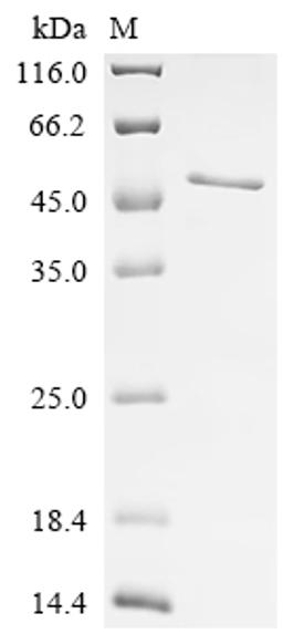 (Tris-Glycine gel) Discontinuous SDS-PAGE (reduced) with 5% enrichment gel and 15% separation gel.
