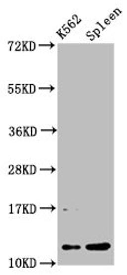 Western Blot. Positive WB detected in: K562 whole cell lysate, Rat spleen tissue. All lanes: HIST1H4A antibody at 0.53µg/ml. Secondary. Goat polyclonal to rabbit IgG at 1/50000 dilution. Predicted band size: 12 kDa. Observed band size: 12 kDa