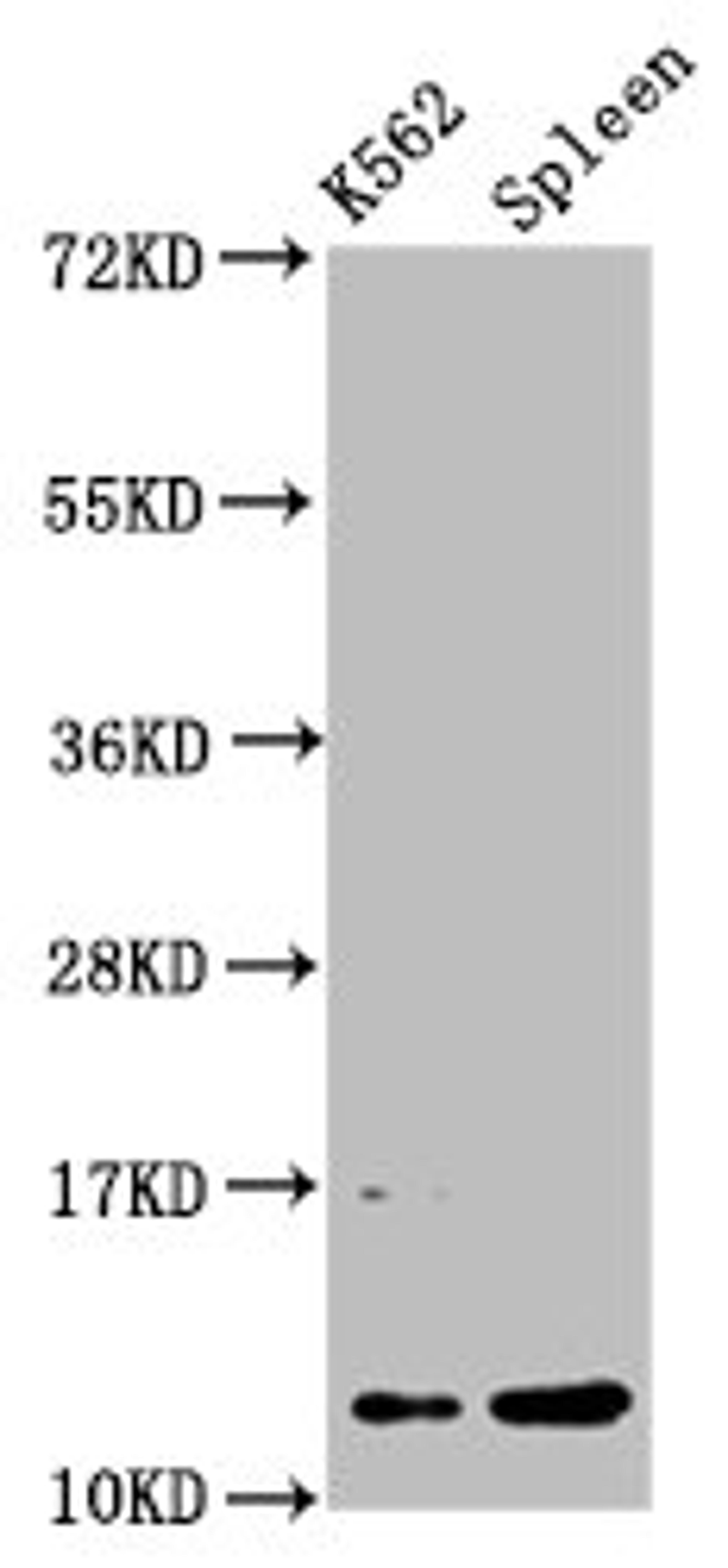 Western Blot. Positive WB detected in: K562 whole cell lysate, Rat spleen tissue. All lanes: HIST1H4A antibody at 0.53µg/ml. Secondary. Goat polyclonal to rabbit IgG at 1/50000 dilution. Predicted band size: 12 kDa. Observed band size: 12 kDa