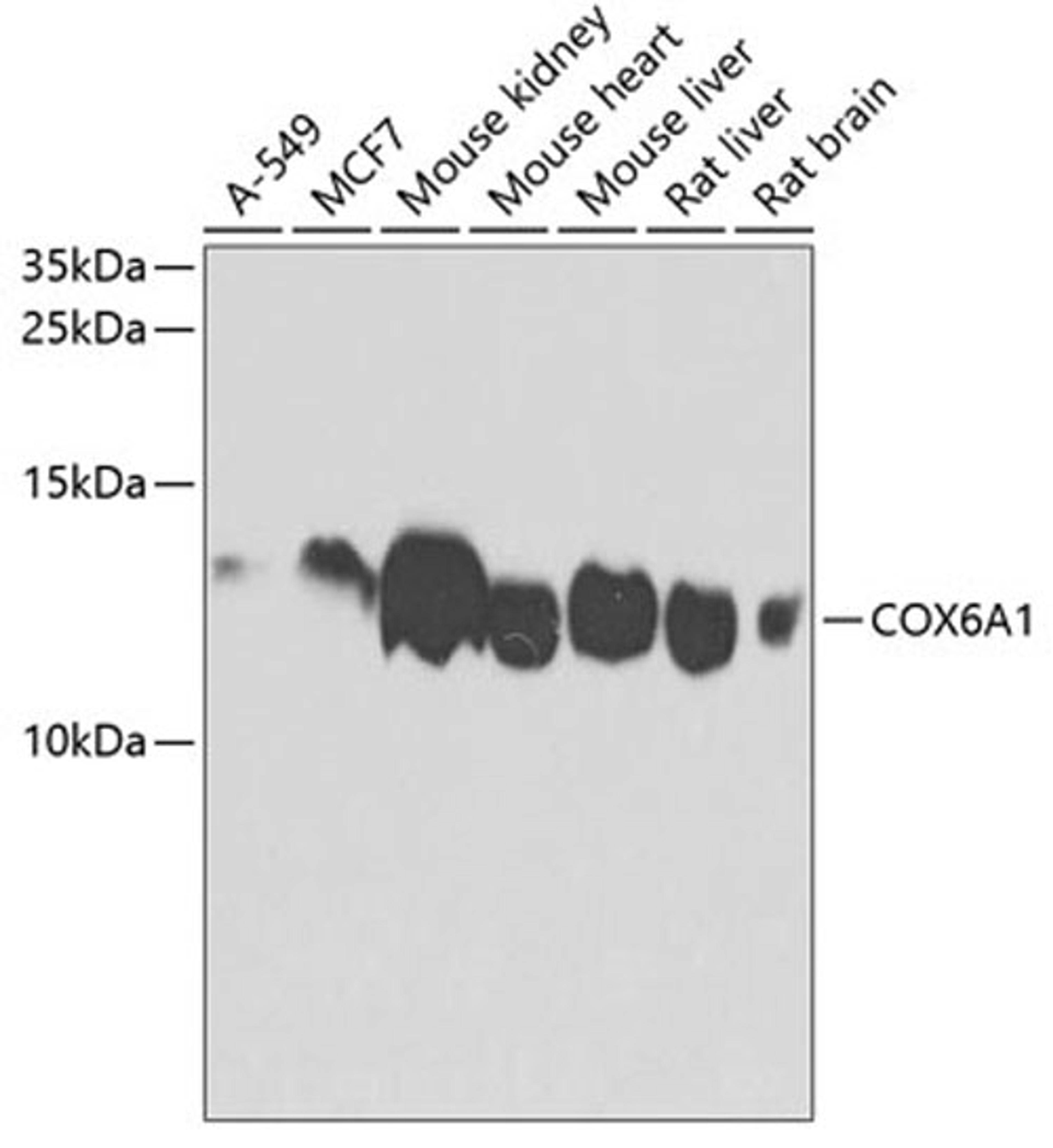 Western blot - COX6A1 antibody (A3798)