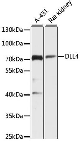 Western blot - DLL4 antibody (A12943)