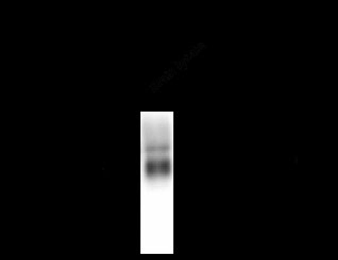 GABA A Receptor alpha 4, CT Antibody