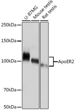 Western blot - ApoER2 Rabbit mAb (A9747)