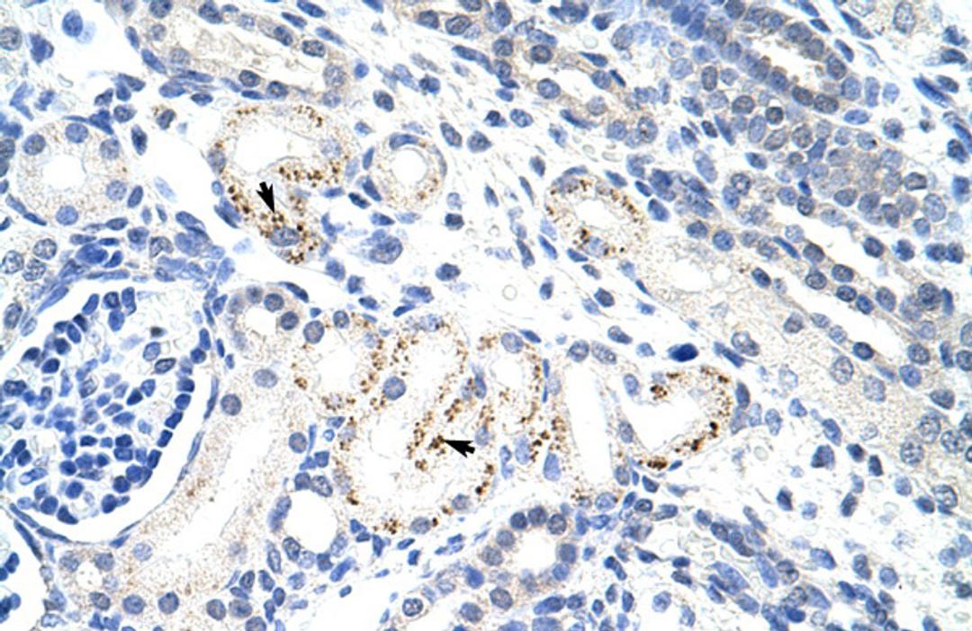 Antibody used in IHC on Human kidney.