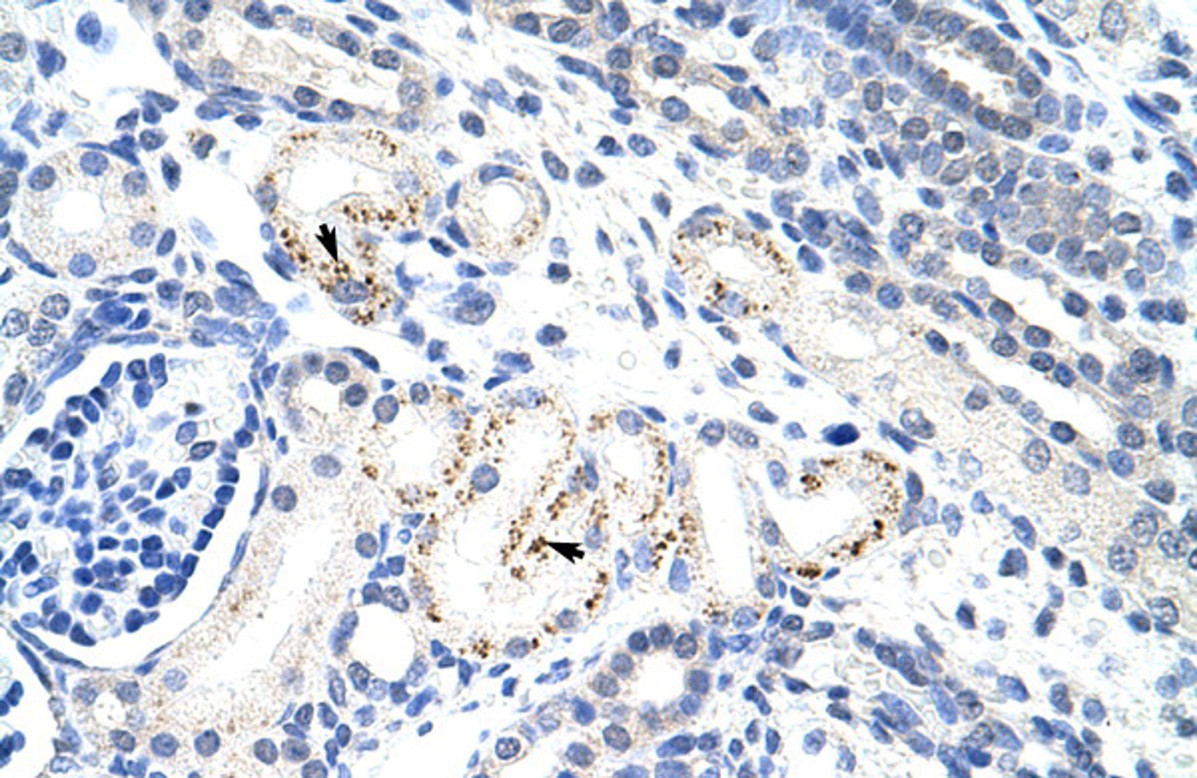 Antibody used in IHC on Human kidney.