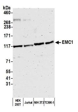 Detection of human and mouse EMC1 by WB.