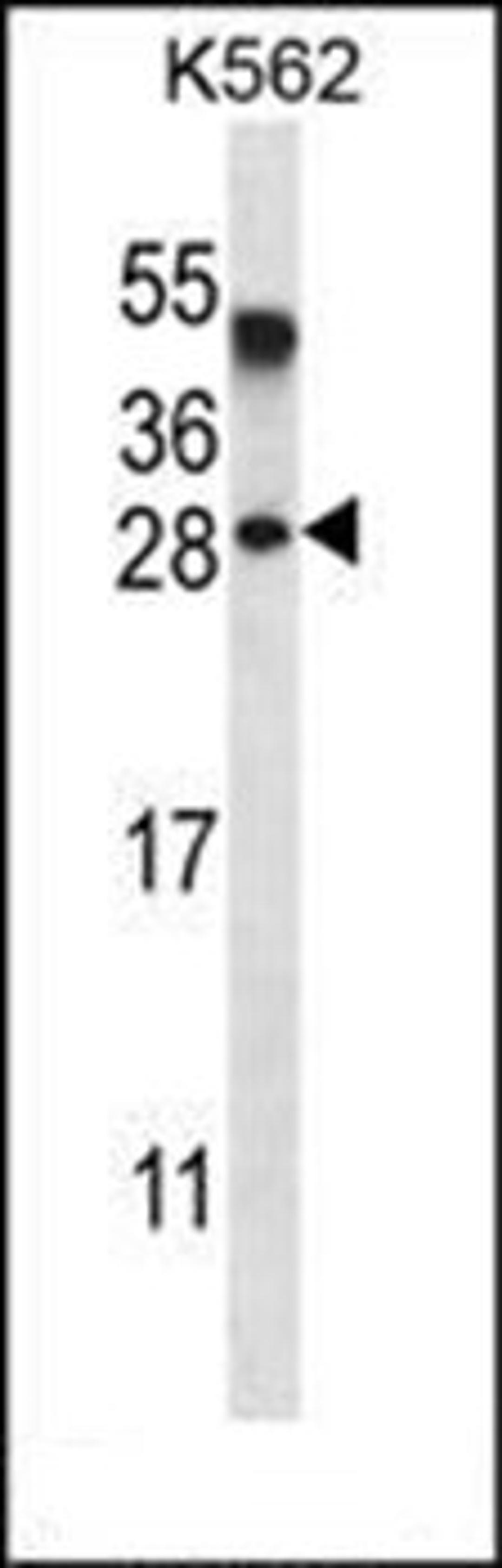 Western blot analysis of K562 cell line lysates (35ug/lane) using AMELX antibody (N-term)