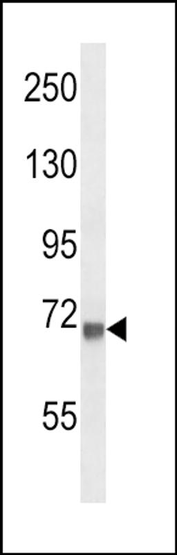 Western blot analysis in mouse NIH-3T3 cell line lysates (35ug/lane).