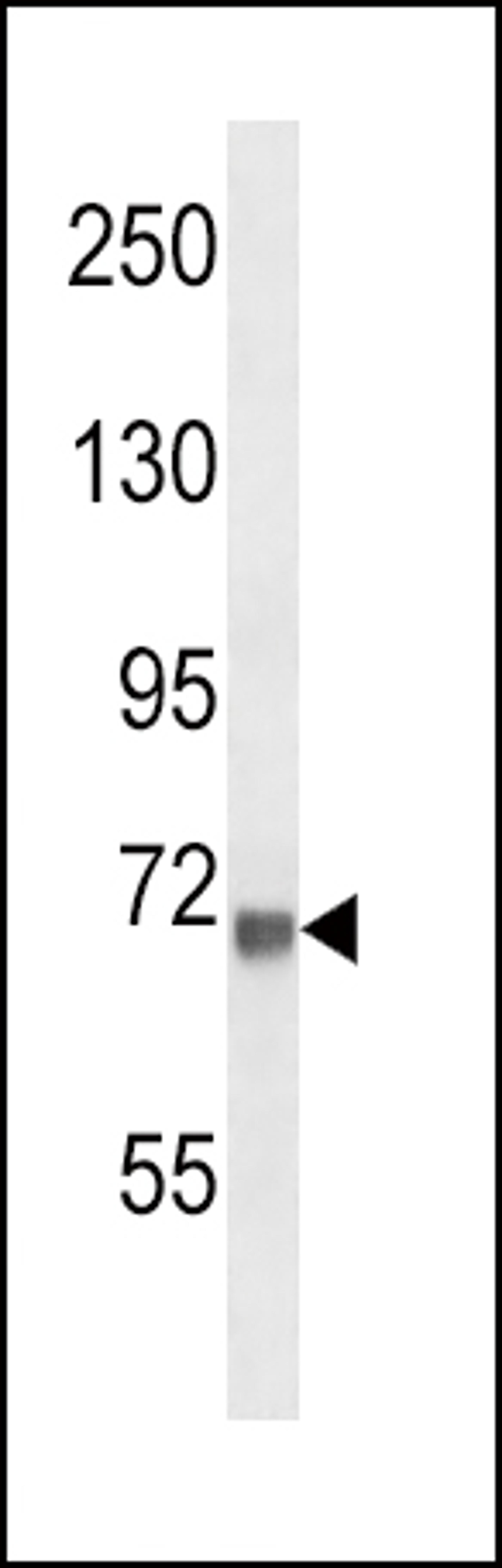 Western blot analysis in mouse NIH-3T3 cell line lysates (35ug/lane).