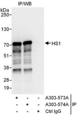 Detection of human HS1 by western blot of immunoprecipitates.