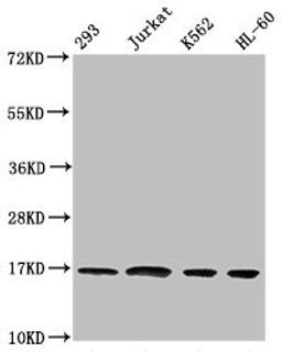 Western Blot. Positive WB detected in: 293 whole cell lysate, Jurkat whole cell lysate, K562 whole cell lysate, HL60 whole cell lysate. All lanes: HIST1H3A antibody at 1:500. Secondary. Goat polyclonal to rabbit IgG at 1/40000 dilution. Predicted band size: 16 kDa. Observed band size: 16 kDa