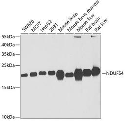 Western blot - NDUFS4 antibody (A6390)