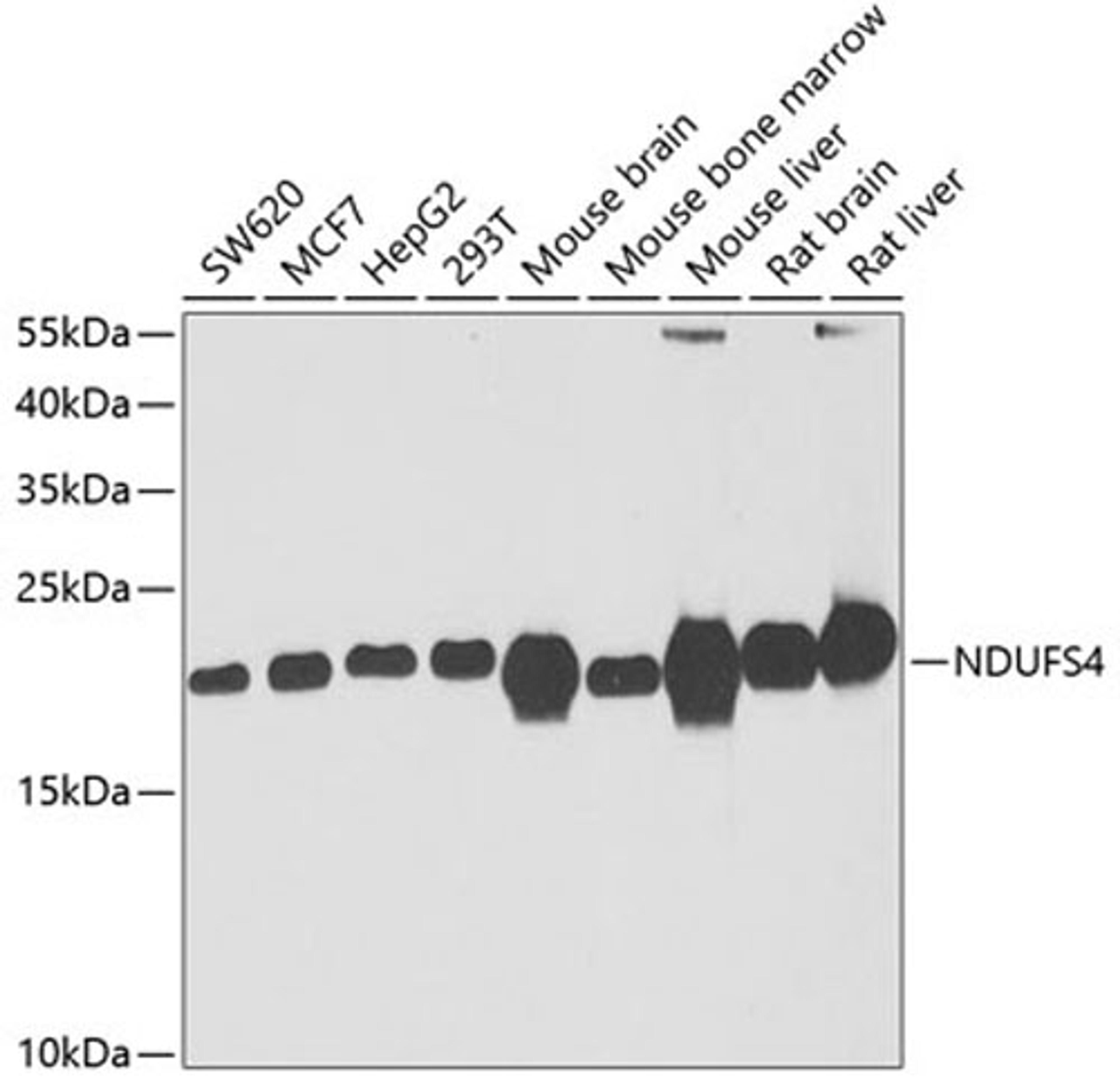 Western blot - NDUFS4 antibody (A6390)