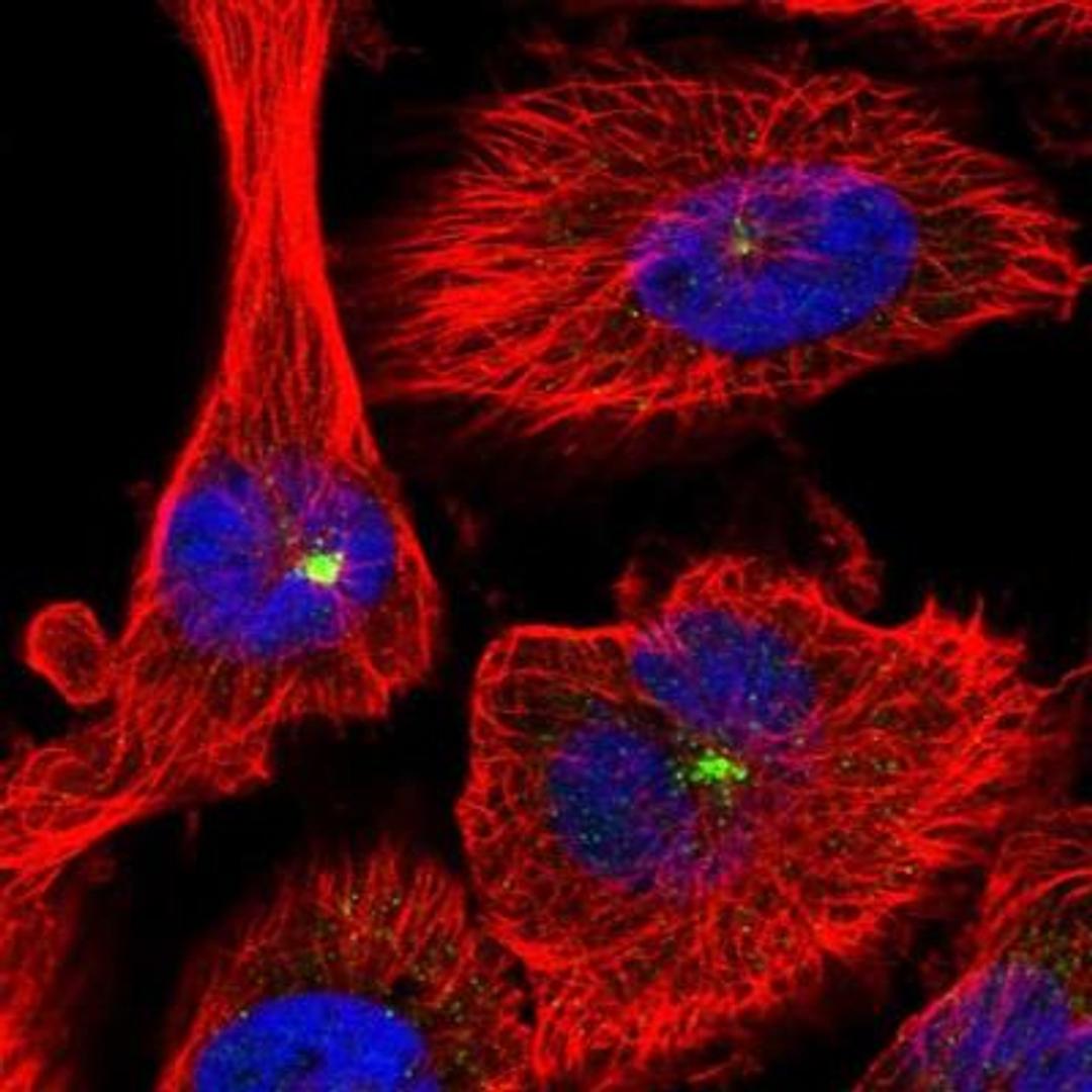 Immunocytochemistry/Immunofluorescence: R-Spondin 2 Antibody [NBP1-81093] - Staining of human cell line U-251MG shows positivity in centrosome.