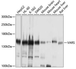 Western blot - VARS antibody (A4182)