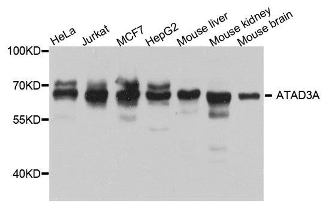 Western blot analysis of extract of various cells using ATAD3A antibody