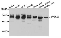 Western blot analysis of extract of various cells using ATAD3A antibody