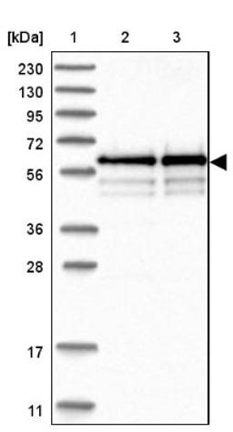 Western Blot: BSDC1 Antibody [NBP1-84644] - Lane 1: Marker [kDa] 230, 130, 95, 72, 56, 36, 28, 17, 11<br/>Lane 2: Human cell line RT-4<br/>Lane 3: Human cell line U-251MG sp