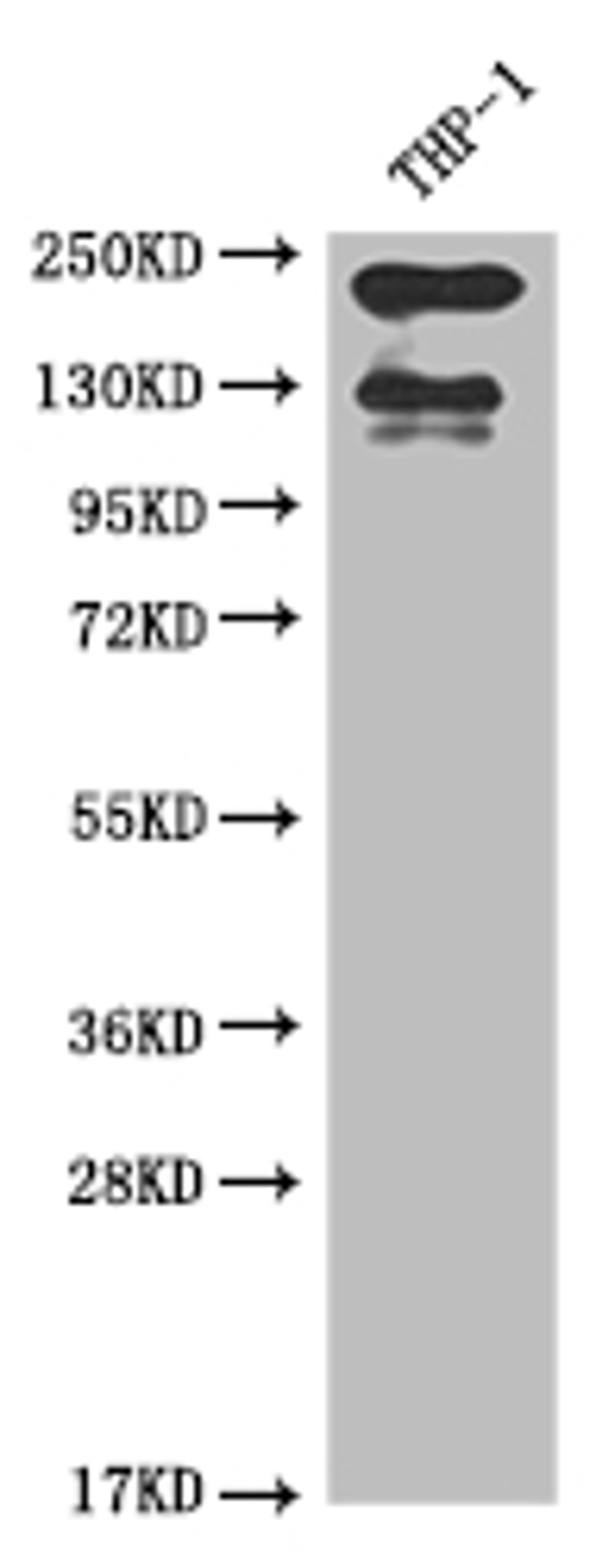 Western Blot. Positive WB detected in: THP-1 whole cell lysate. All lanes: ITGAL antibody at 1:2000. Secondary. Goat polyclonal to rabbit IgG at 1/50000 dilution. Predicted band size: 129, 135, 120 kDa. Observed band size: 130 kDa. 