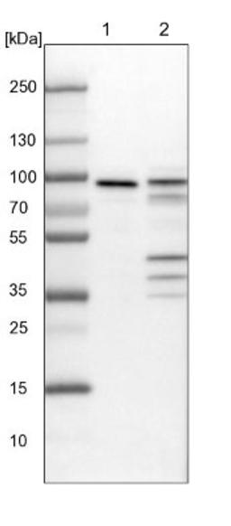 Western Blot: Mena Antibody [NBP1-87914] - Lane 1: NIH-3T3 cell lysate (Mouse embryonic fibroblast cells)<br/>Lane 2: NBT-II cell lysate (Rat Wistar bladder tumour cells)