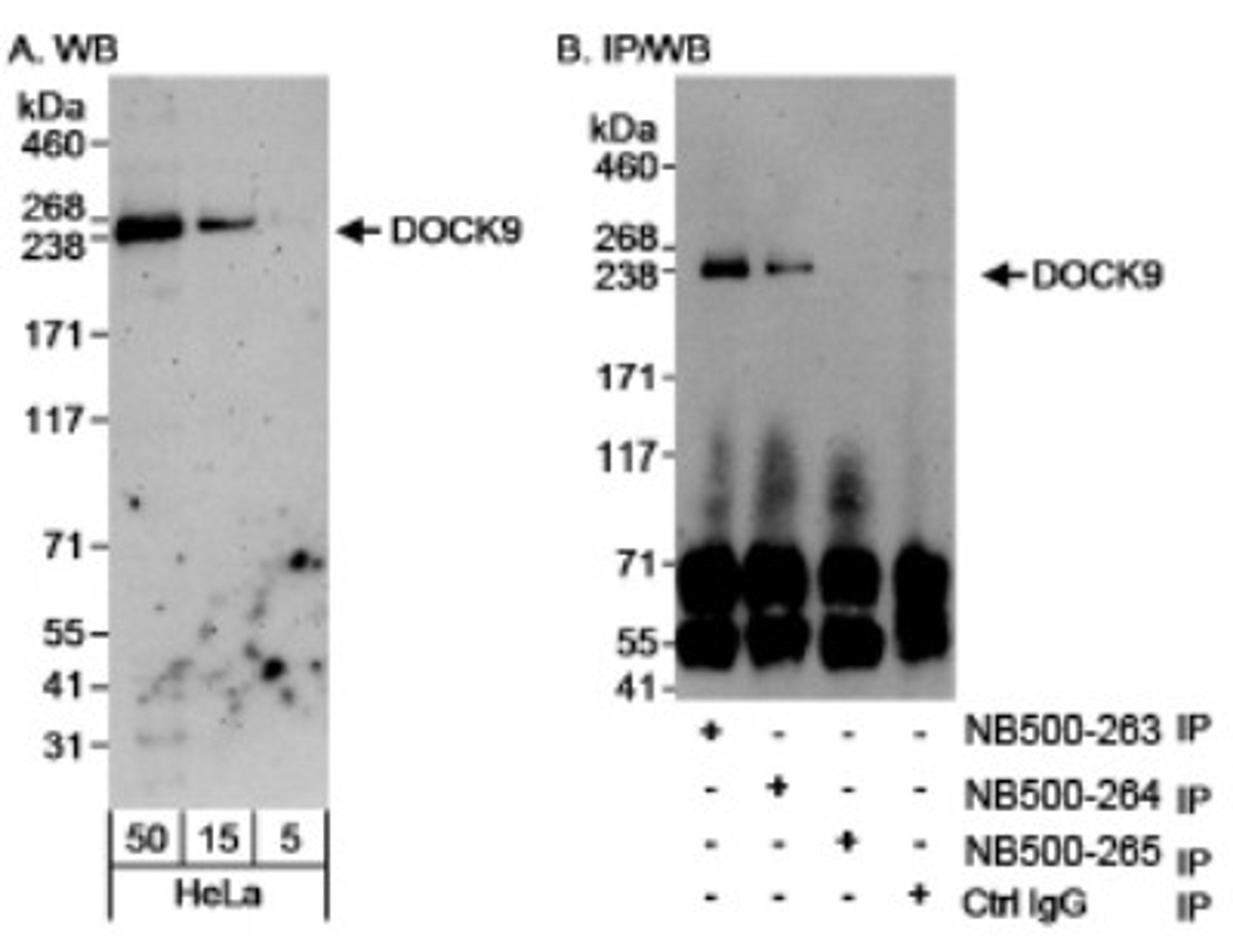 Western Blot: DOCK9 Antibody [NB500-265] - Detection of Human DOCK9 on HeLa whole cell lystate using NB500-265. DOCK9 was IPed by rabbit anti-DOCK9 antibody NB500-263 and NB500-264 but not by Nb500-265 when using each at 3 mcg/mg lysate.