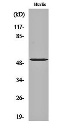 Western blot analysis of HuvEc cell lysates using Tubulin alpha-3C/D/E antibody