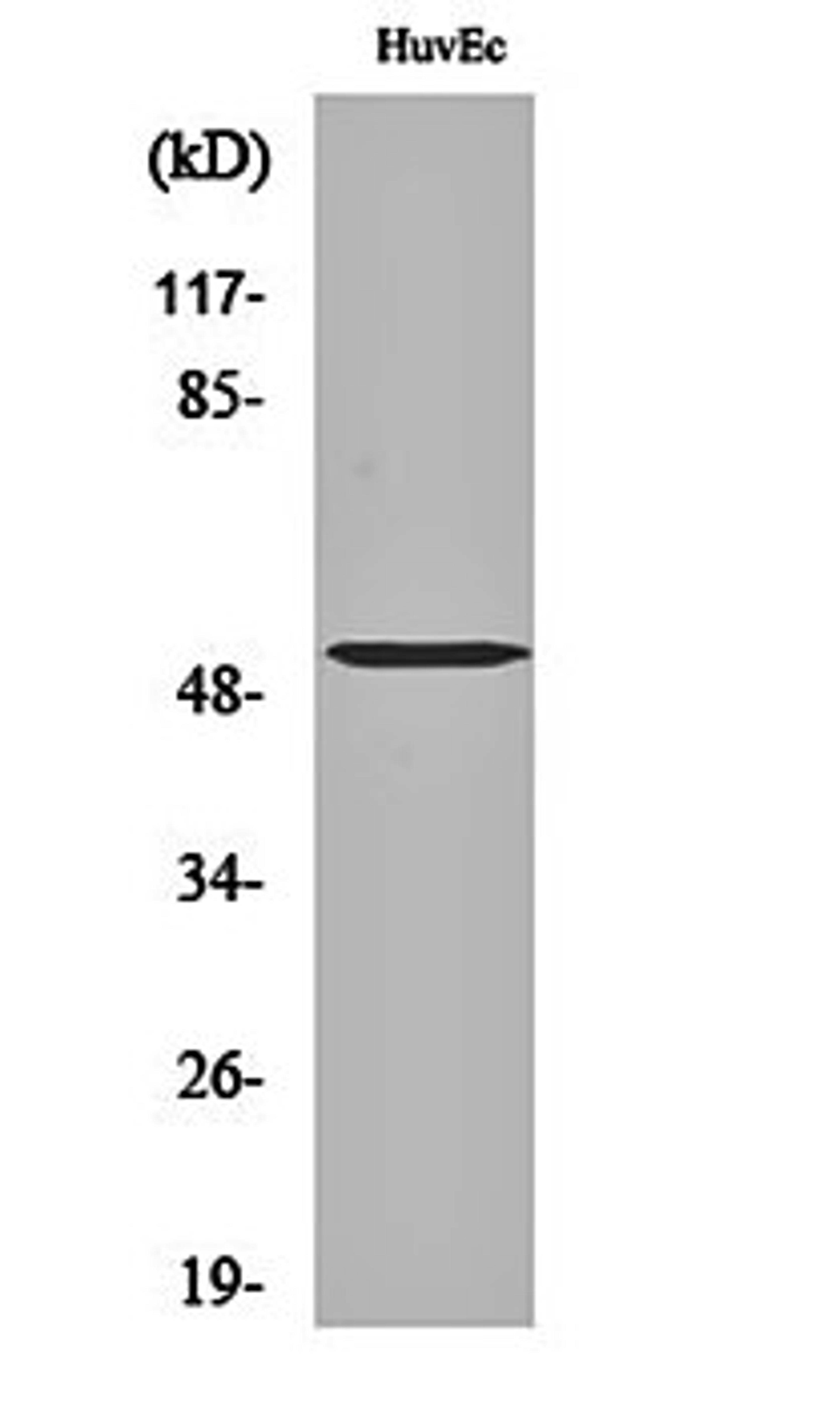 Western blot analysis of HuvEc cell lysates using Tubulin alpha-3C/D/E antibody