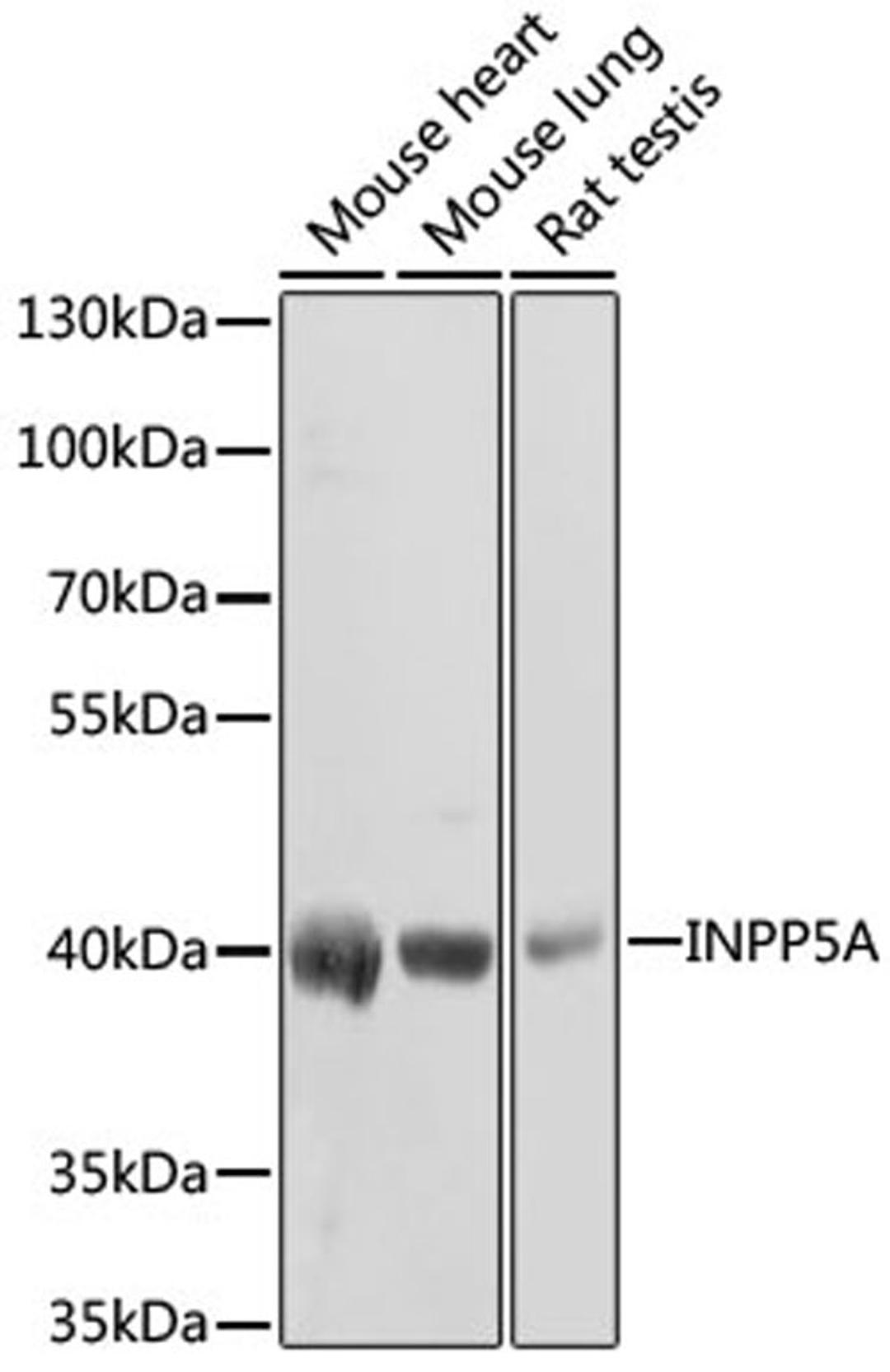 Western blot - INPP5A antibody (A3302)