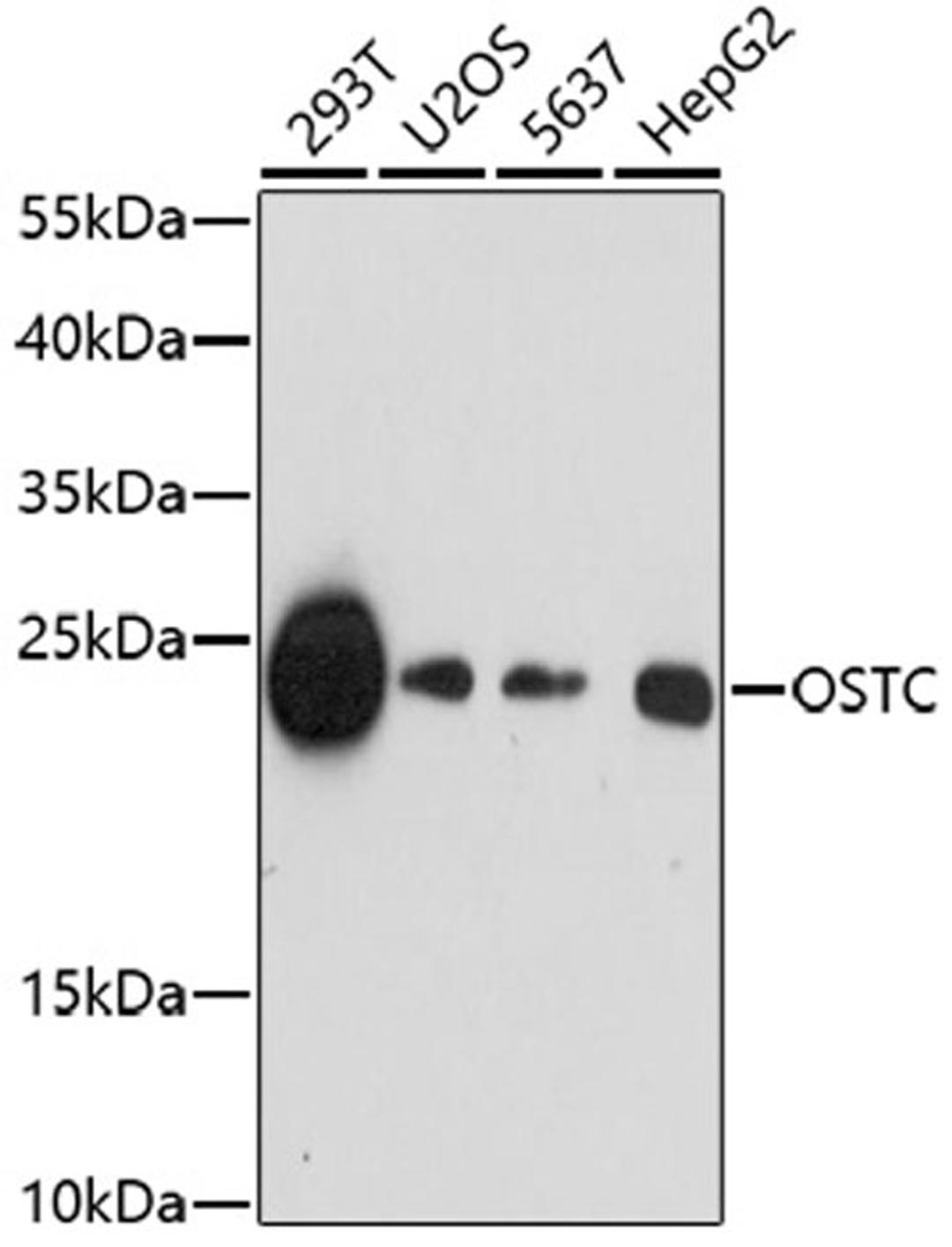 Western blot - OSTC antibody (A17197)