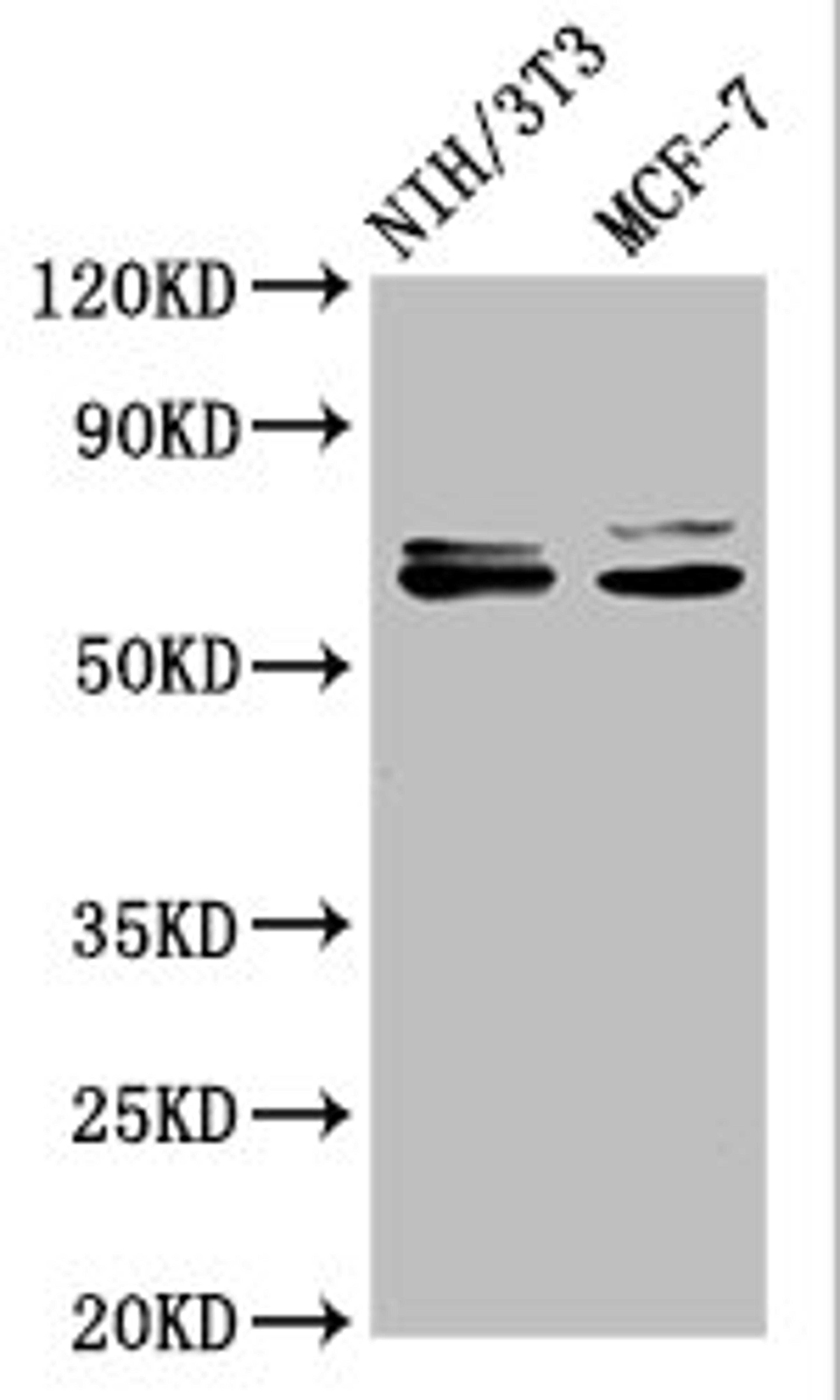 Western Blot. Positive WB detected in: NIH/3T3 whole cell lysate, MCF-7 whole cell lysate. All lanes: SRC antibody at 1.2μg/ml. Secondary. Goat polyclonal to rabbit IgG at 1/50000 dilution. Predicted band size: 60, 61 KDa. Observed band size: 60, 61 KDa. 