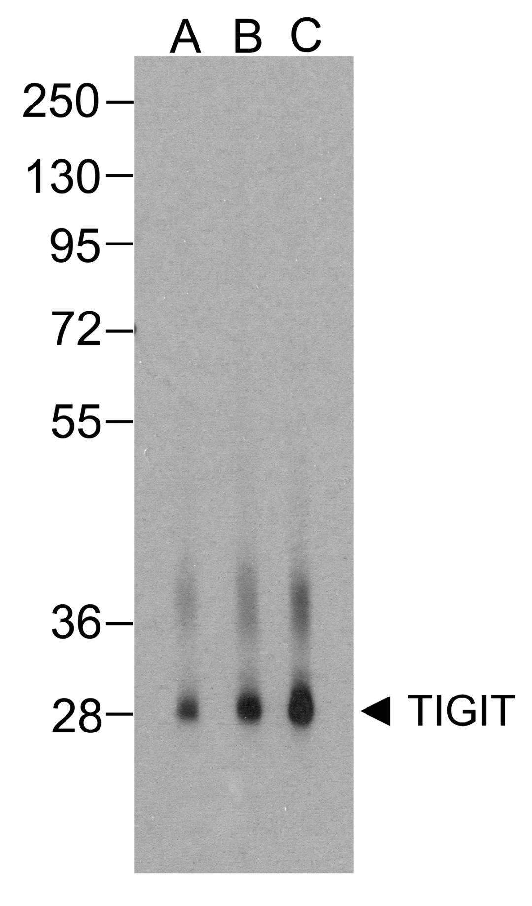 Western blot analysis of TIGIT in over expressing HEK293 cells using RF16055 antibody at (A) 0.25 μg/ml , (B) 0.5 μg/ml, and (C) 1 μg/ml.