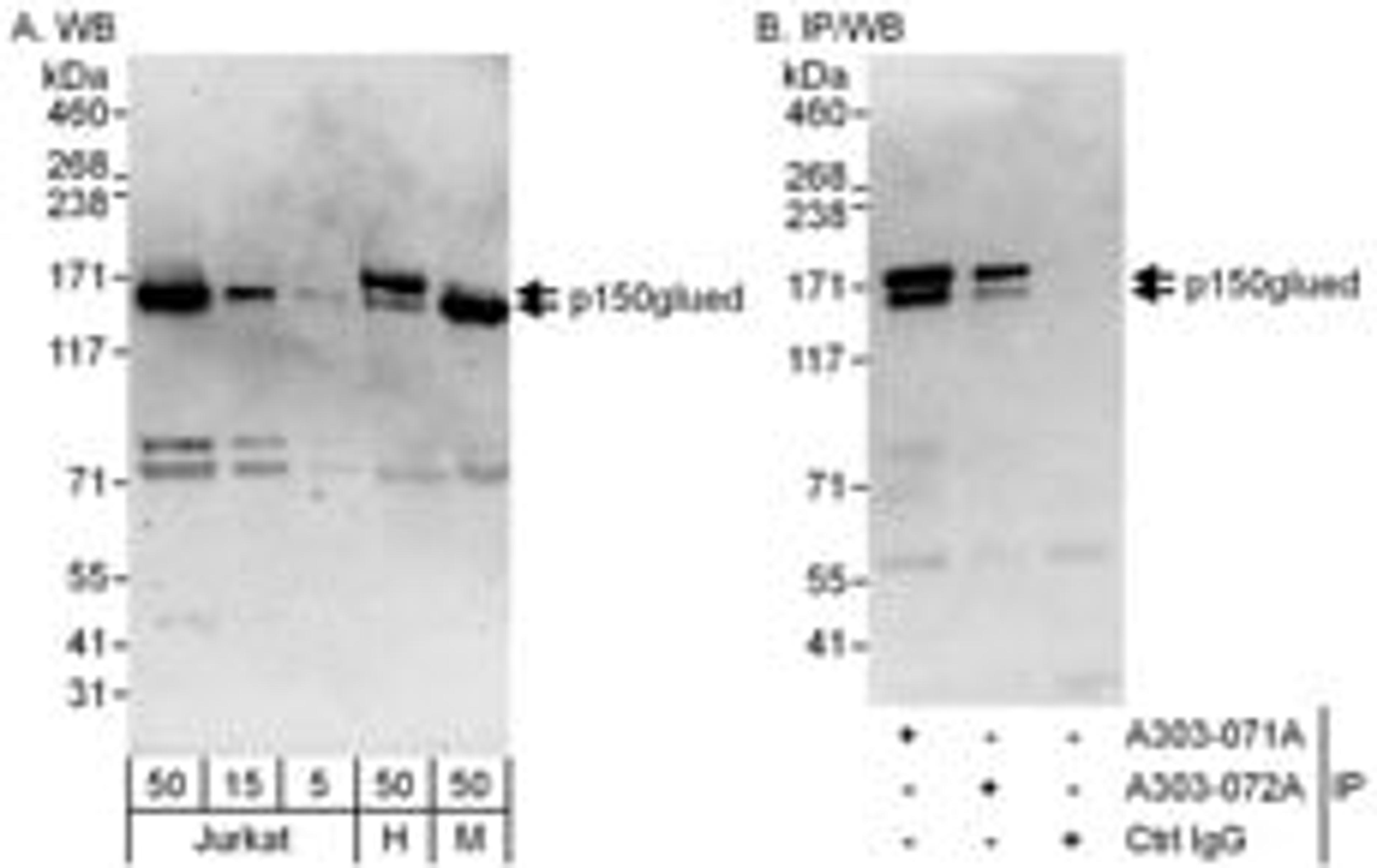 Detection of human and mouse p150glued by western blot (h & m) and immunoprecipitation (h).