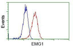 Flow Cytometry: EMG1 Antibody (1B8) [NBP2-02575] - Analysis of Hela cells, using anti-EMG1 antibody, (Red), compared to a nonspecific negative control antibody (Blue).