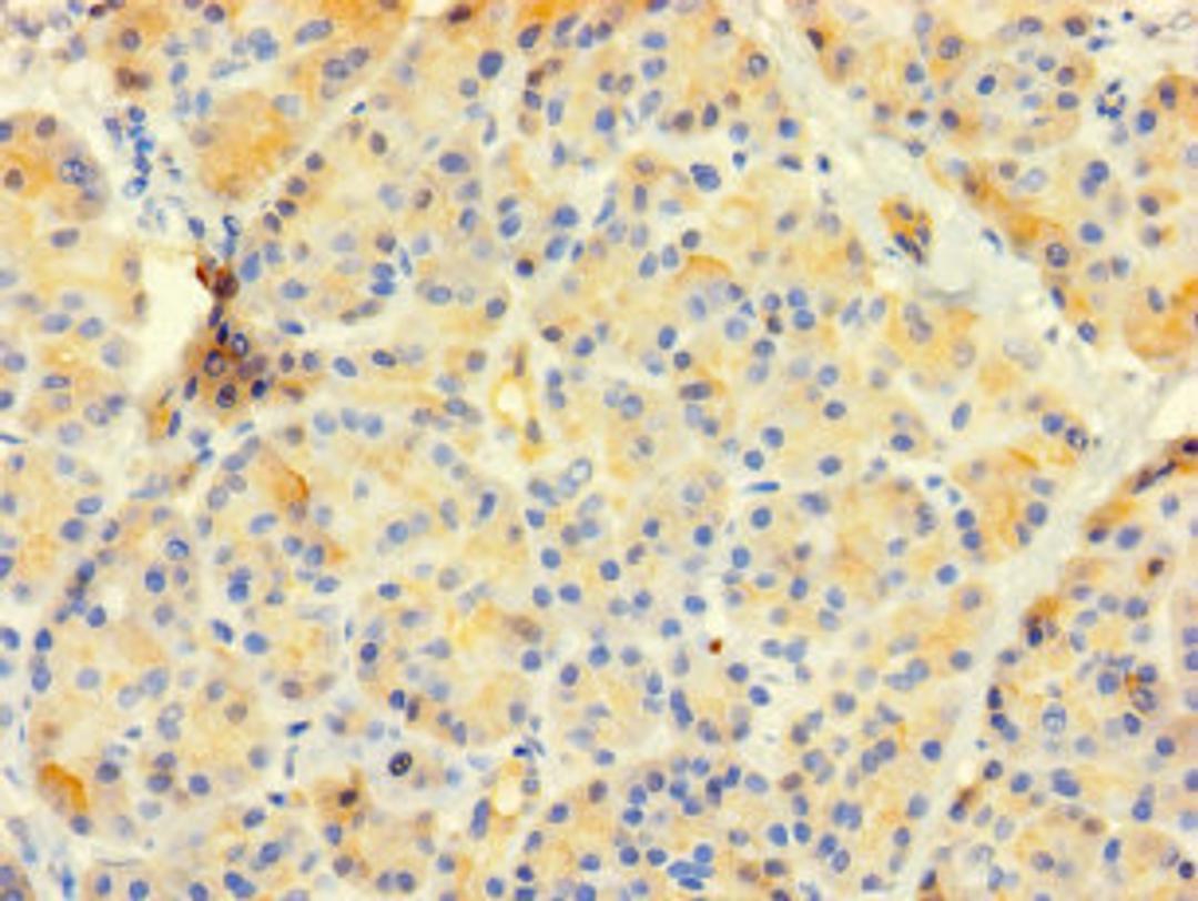 Immunohistochemistry of paraffin-embedded human pancreatic tissue using CSB-PA324640LA01HU at dilution of 1:100