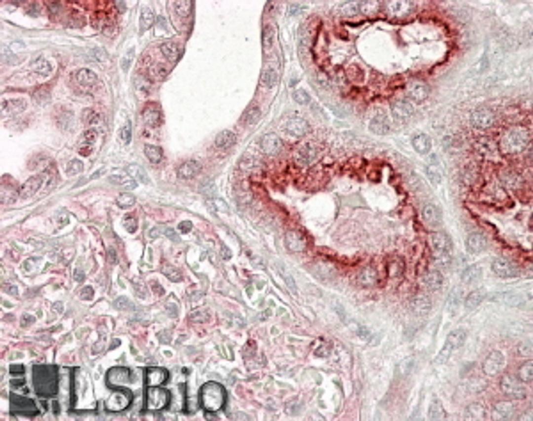 46-575 (3.8ug/ml) staining of paraffin embedded Human Kidney-. Steamed antigen retrieval with citrate buffer pH 6, AP-staining.