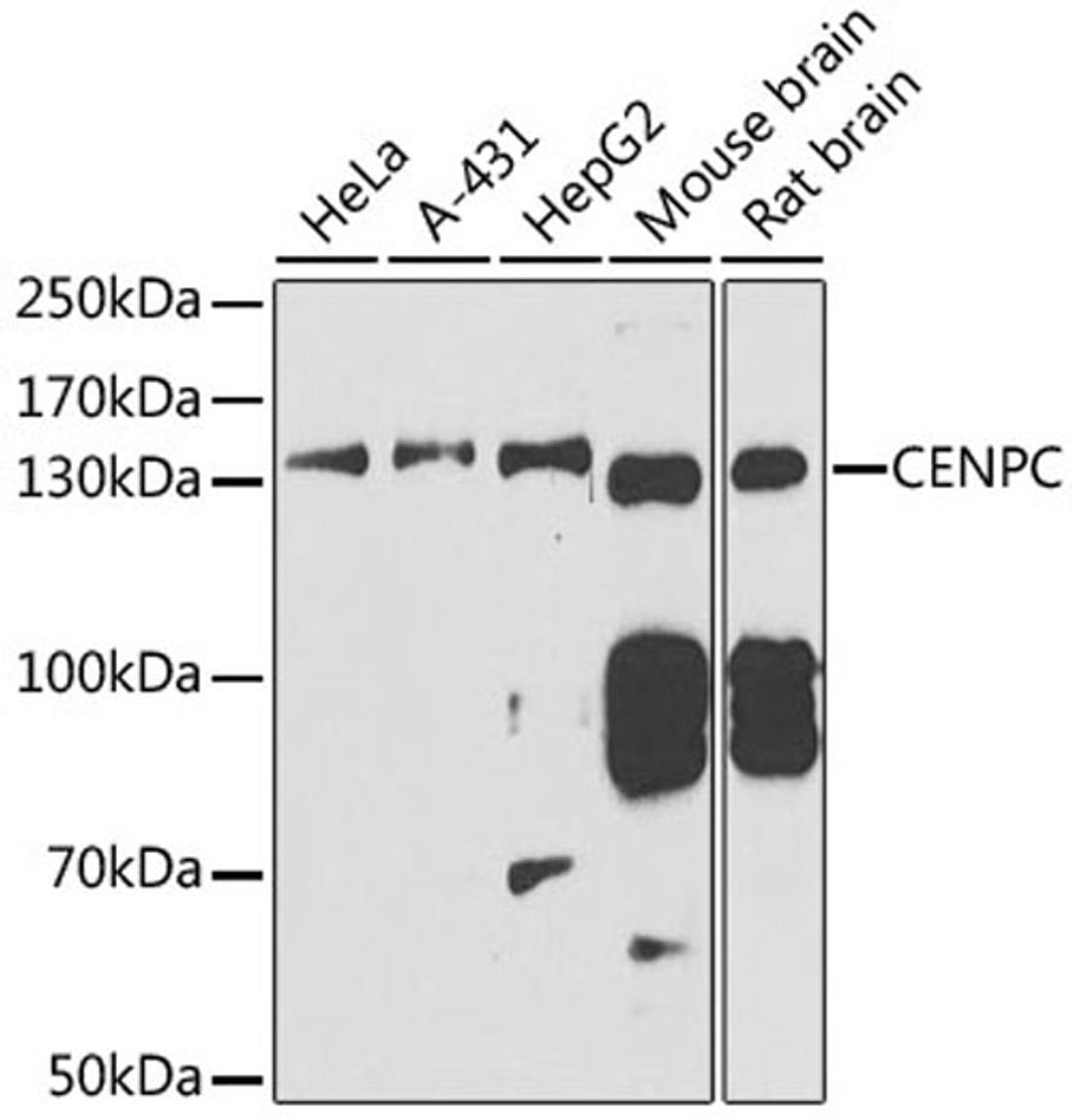 Western blot - CENPC antibody (A6557)