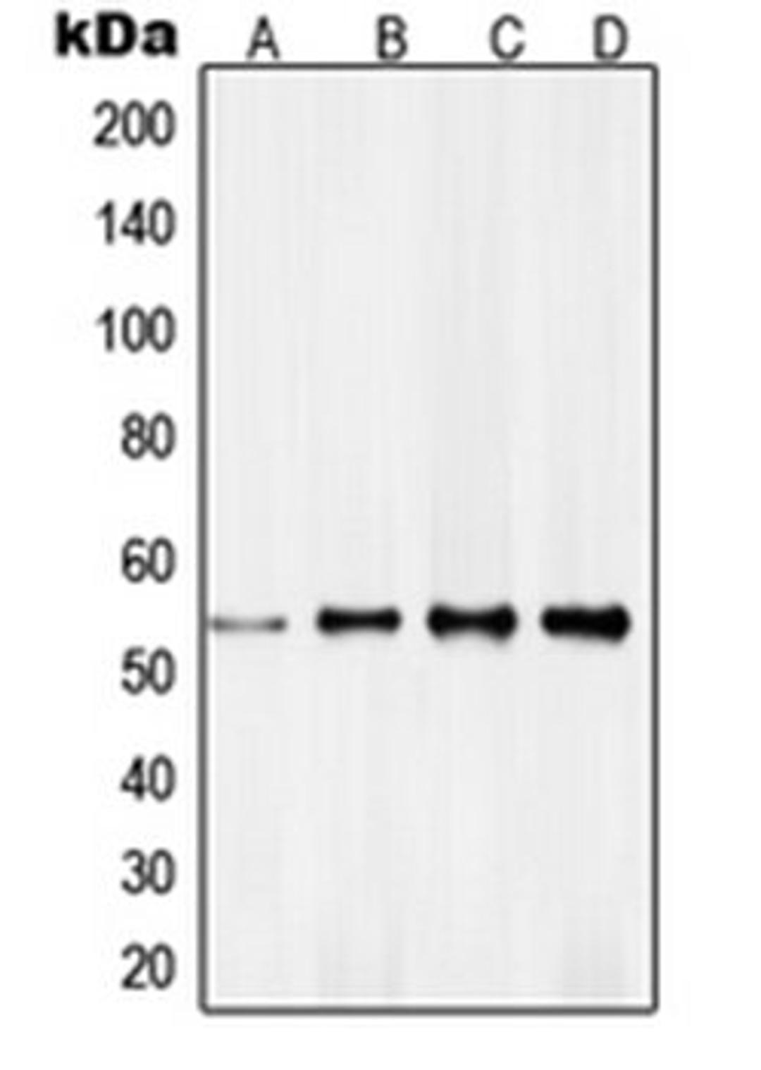 Western blot analysis of HeLa (Lane 1), NIH3T3 (Lane 2), MCF7 (Lane 3), A431 (Lane 4) whole cell lysates using RXRG antibody