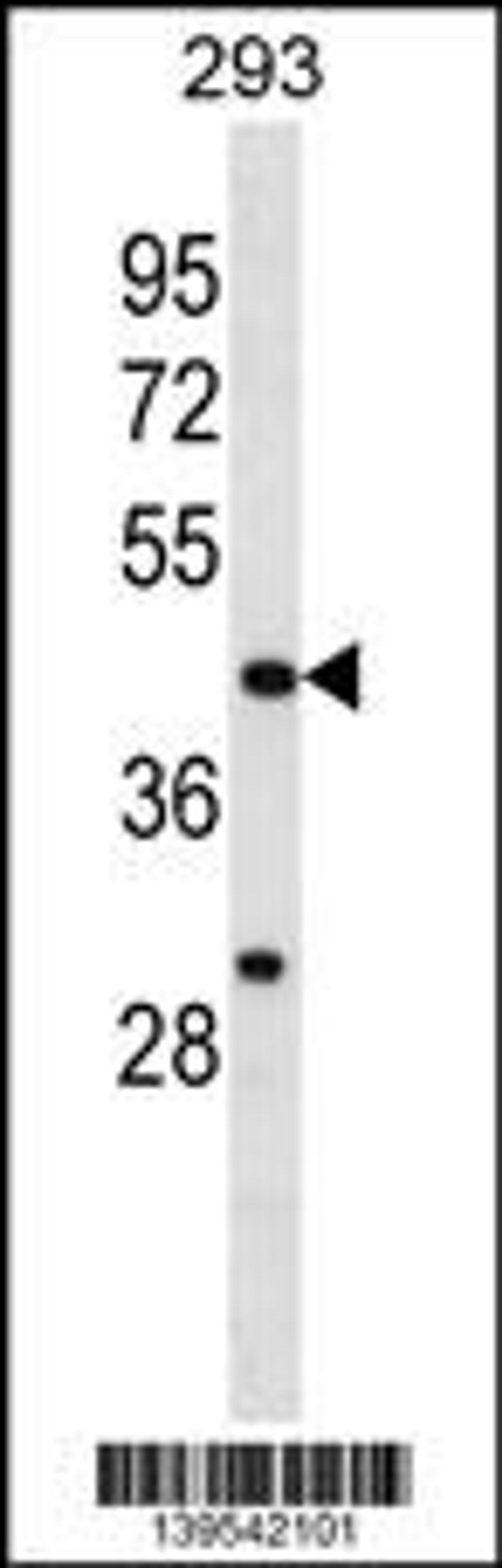 Western blot analysis in 293 cell line lysates (35ug/lane).