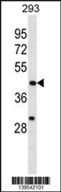 Western blot analysis in 293 cell line lysates (35ug/lane).