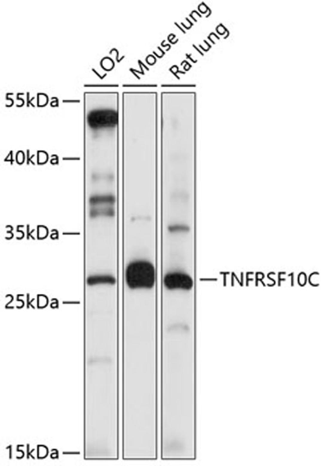 Western blot - TNFRSF10C antibody (A1137)