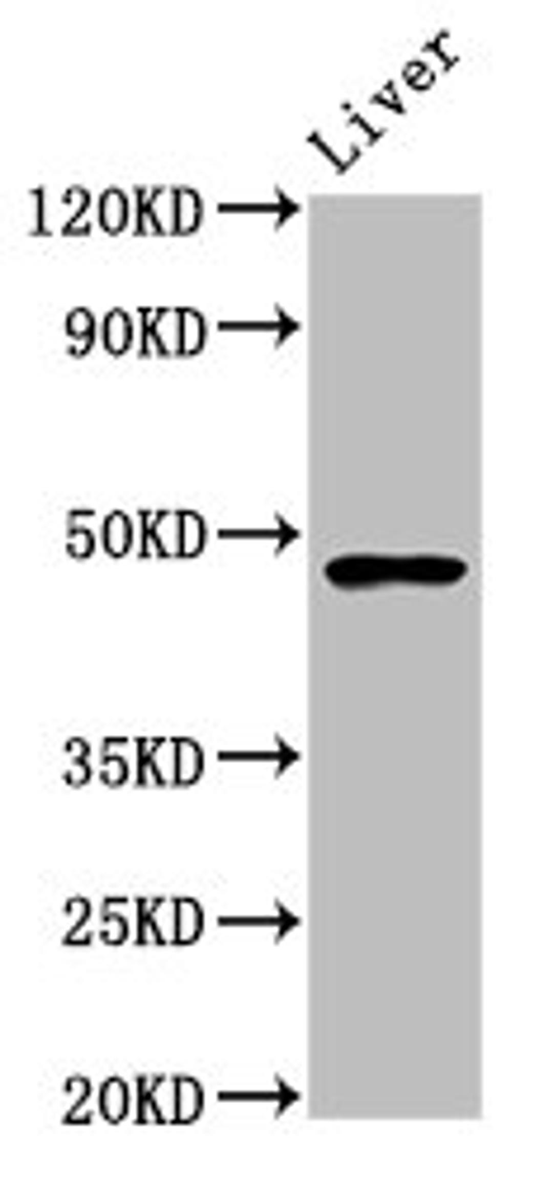 Western Blot. Positive WB detected in: Mouse liver tissue. All lanes: FUT8 antibody at 5.9ug/ml. Secondary. Goat polyclonal to rabbit IgG at 1/50000 dilution. Predicted band size: 67, 36, 48, 20 kDa. Observed band size: 48 kDa.